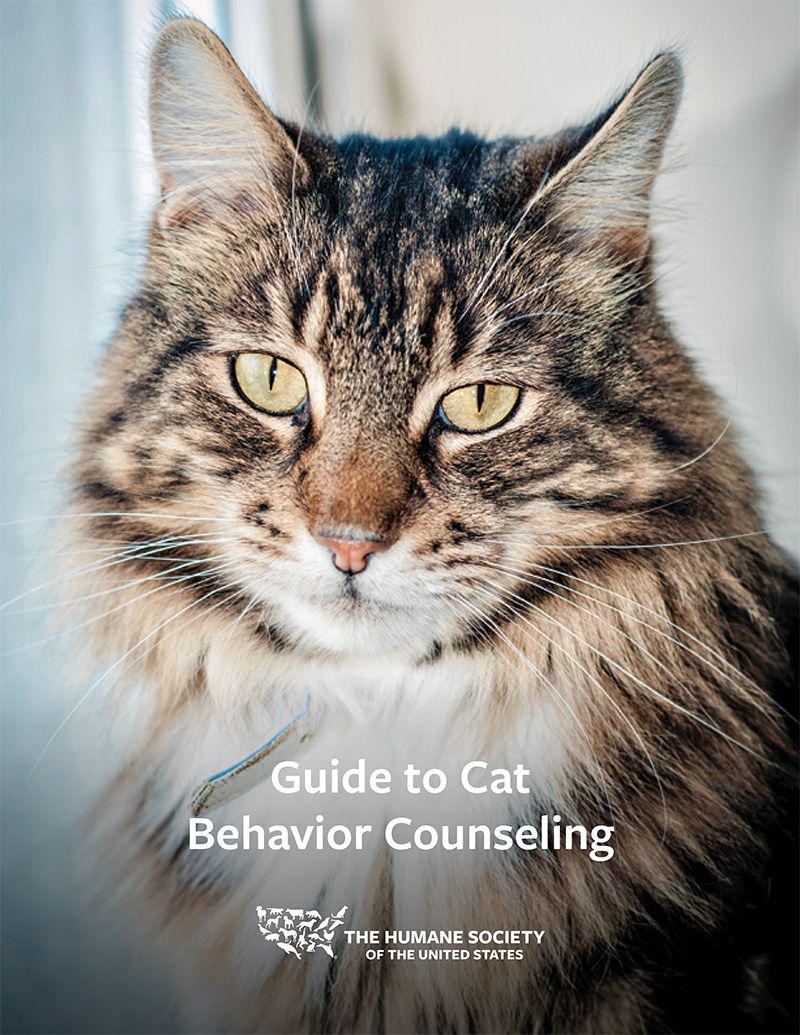 Guide to Cat Behavior Counseling