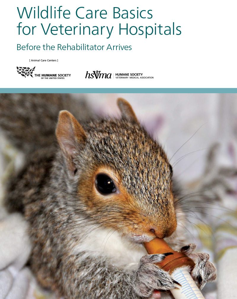 Wildlife Care Basics for Veterinary Hospitals