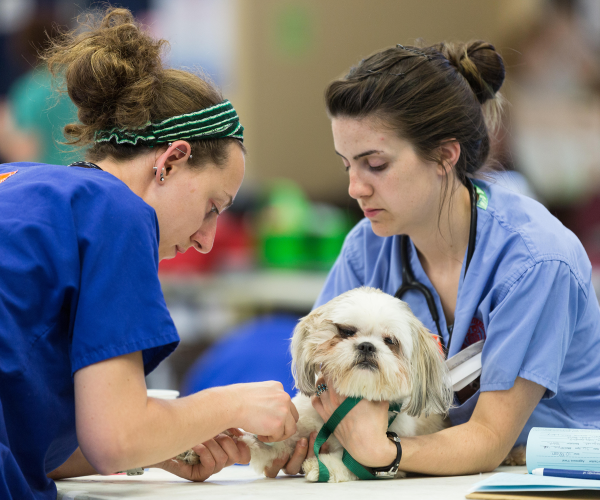 a vet tech cradles a dog while another administers an injection