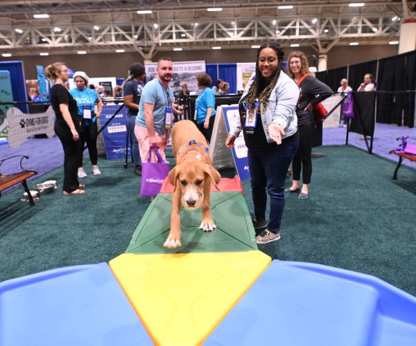 attendees watch a dog playing at the expo dog park in the exhibit hall