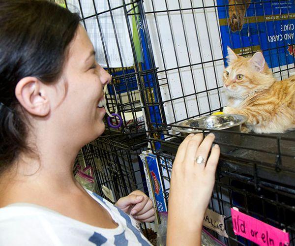 a woman meeting a cat in a shelter