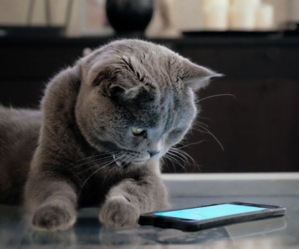 a gray cat looking down at a phone screen