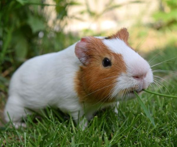 Guinea pig in grass