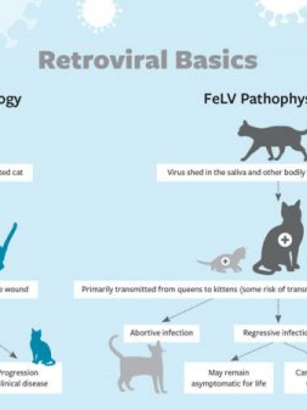 Retroviral Basics