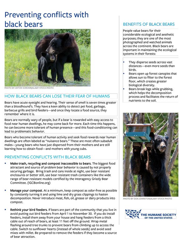 Preventing conflicts with black bears