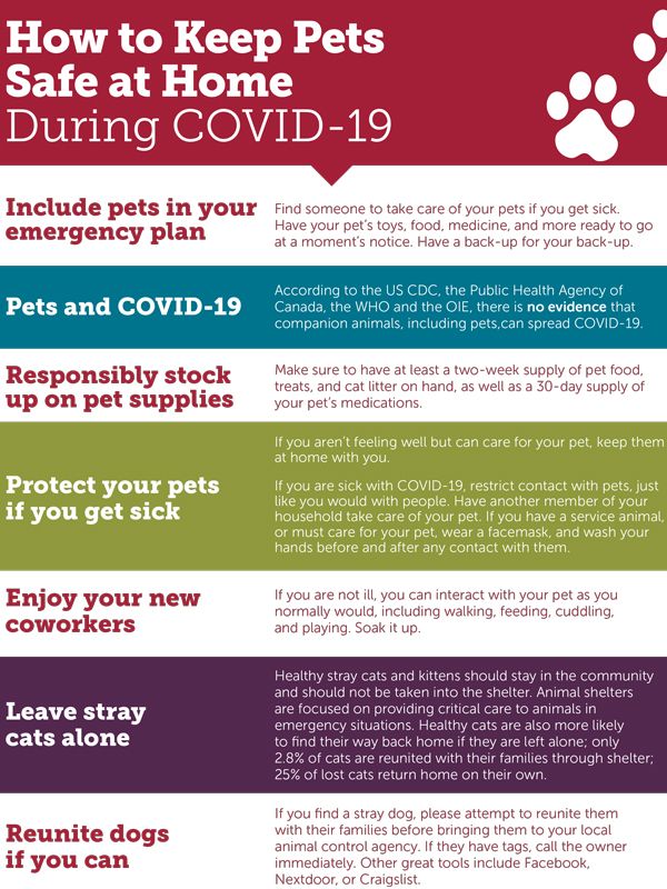 How to keep pets safe at home during COVID-19
