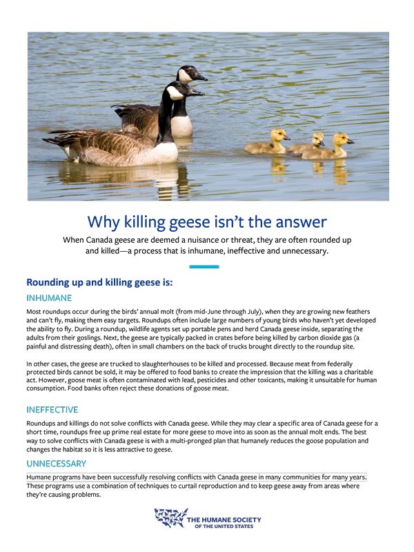 Why killing geese isn’t the answer