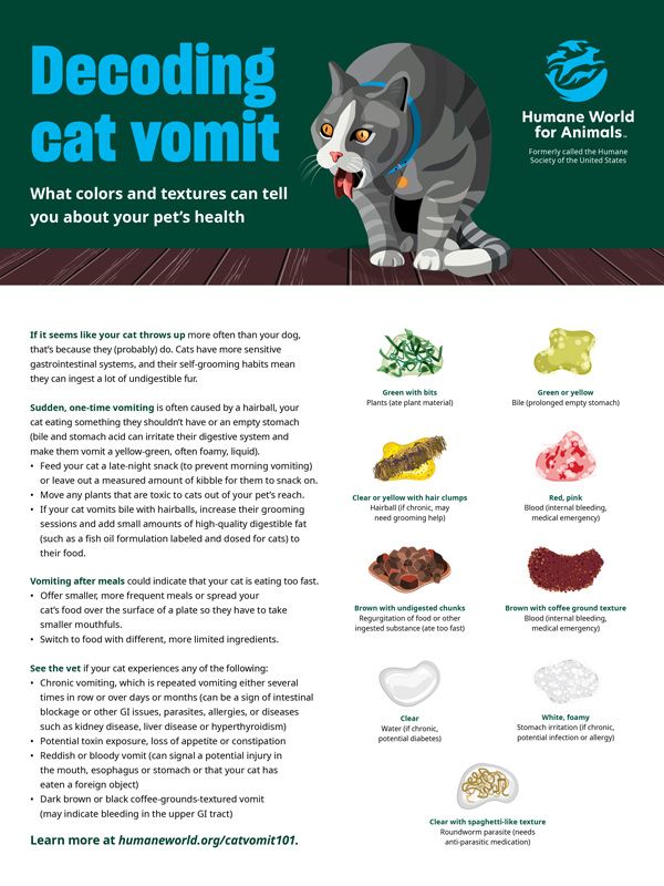 Decoding Cat Vomit