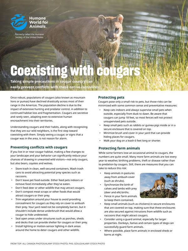 Coexisting with cougars