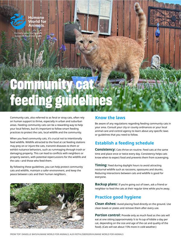 community cat feeding guidelines