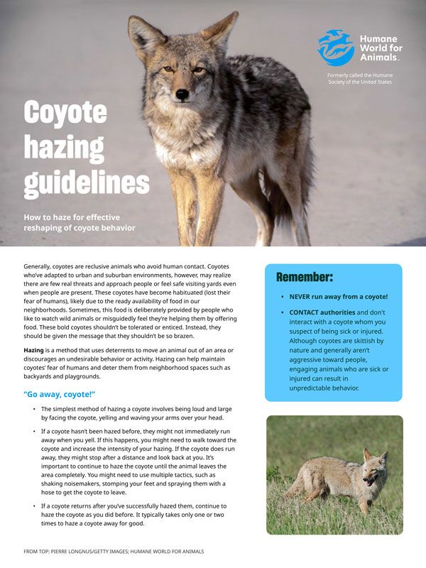 Coyote hazing guidelines