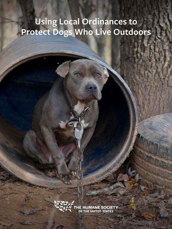 Using Local Ordinances to Protect Dogs Who Live Outdoors