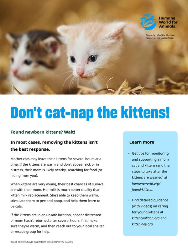 Don't cat-nap the kittens