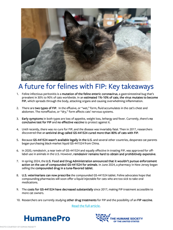 A future for felines with FIP key takeaways