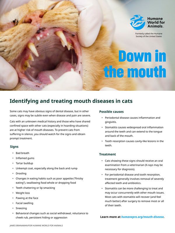 Identifying and treating mouth diseases in cats