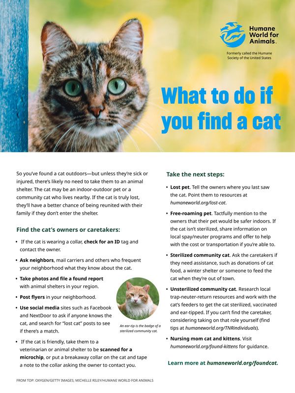 What to do if you find a cat