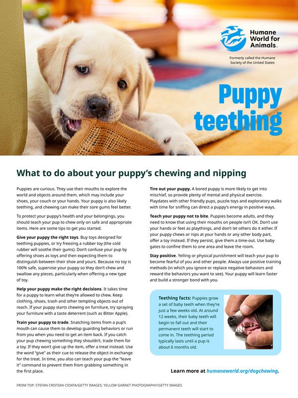 Puppy Teething