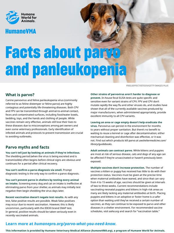 Debunking parvo myths