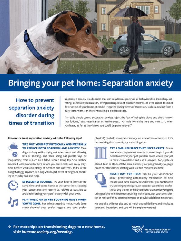 Separation anxiety fact sheet showing a sad dog watching his owner leave.