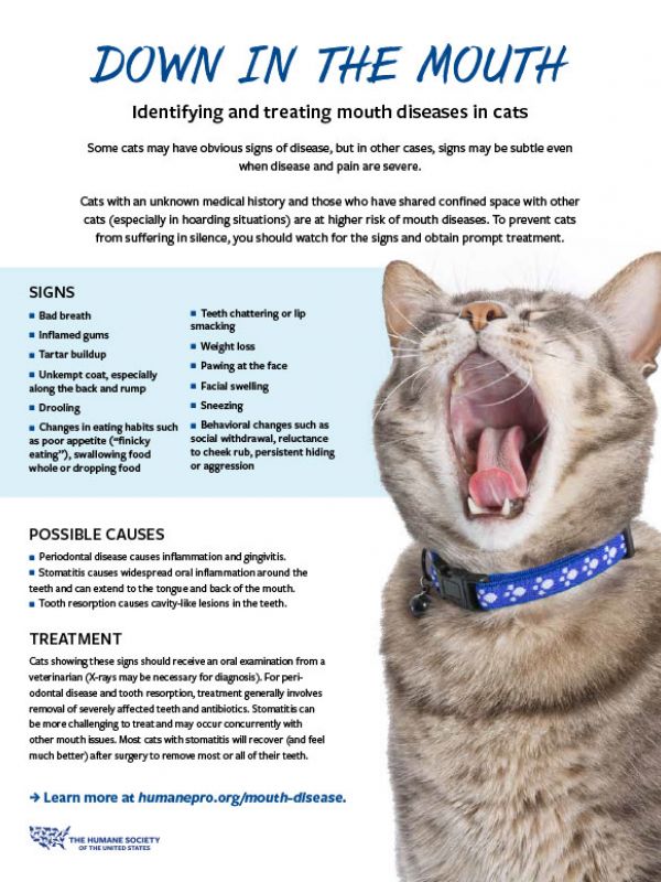Identifying and treating mouth diseases in cats