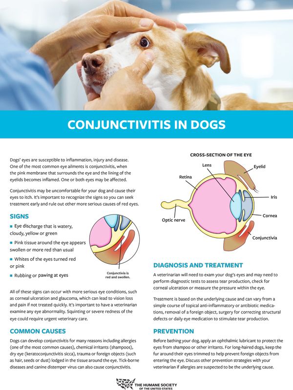 How to Identify conjunctivitis in dogs HumanePro by The Humane Society of the United States