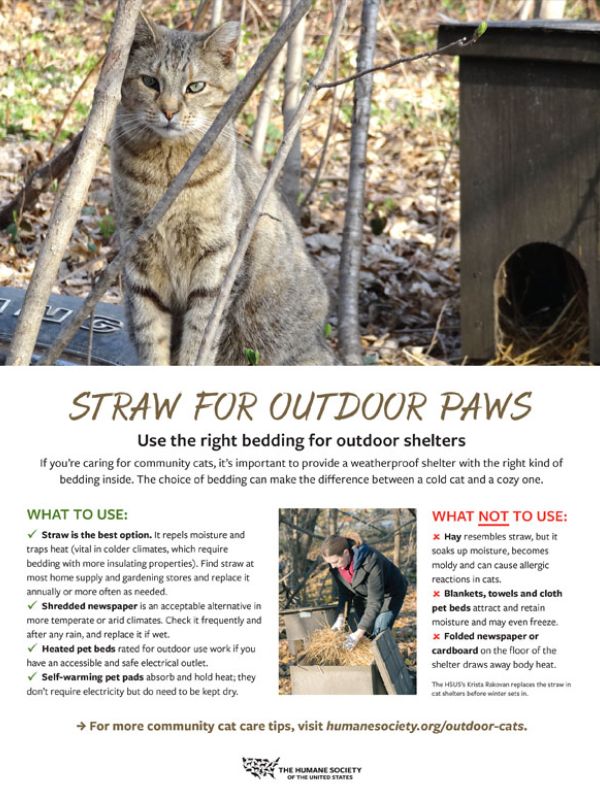 Cover of Outdoor Cat Bedding Fact Sheet