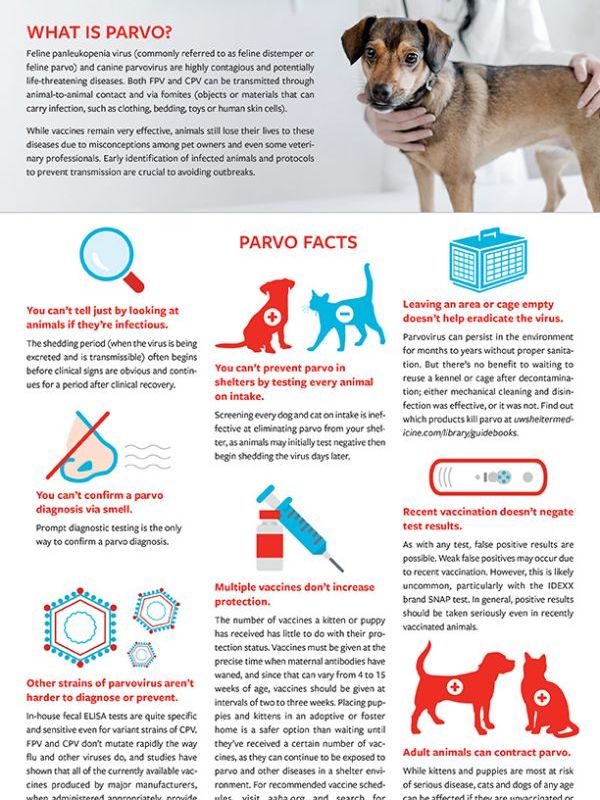 Fact sheet: Debunking parvo myths | HumanePro by The Humane Society of the  United States