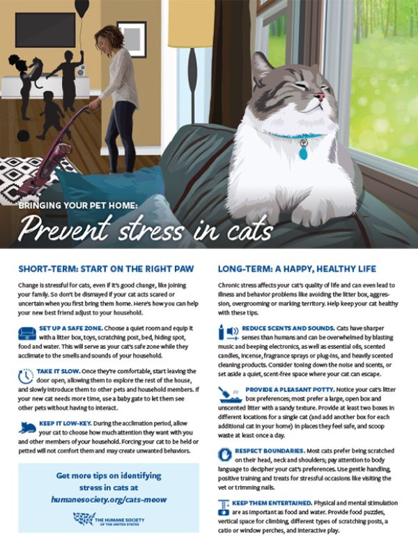 Cover of the Preventing Stress in Cats Fact Sheet