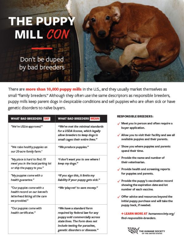 Cover of Puppy Mills Fact Sheet