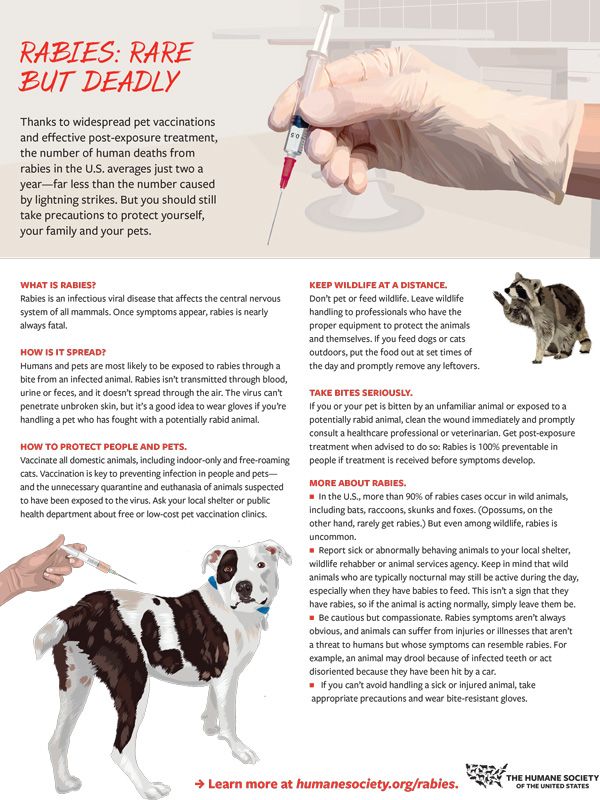Rabies fact sheet thumbnail showing gloved had holding a syringe, rabid dog and racoon