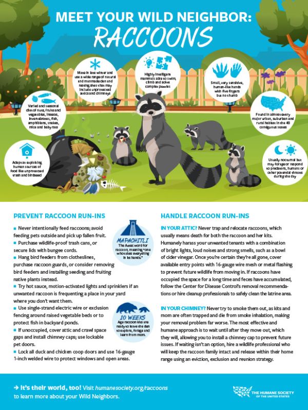 Raccoons fact sheet thumbnail