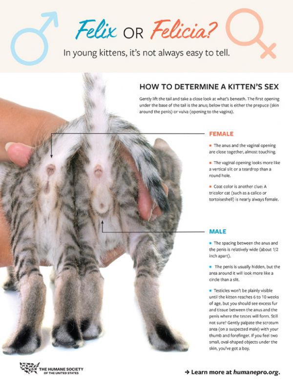 Sexing kittens fact sheet thumbnail showing two kittens behinds, one male one female.