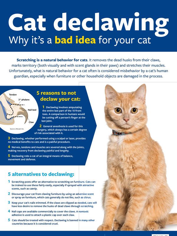 Cat declawing: Why it's a bad idea for your cat
