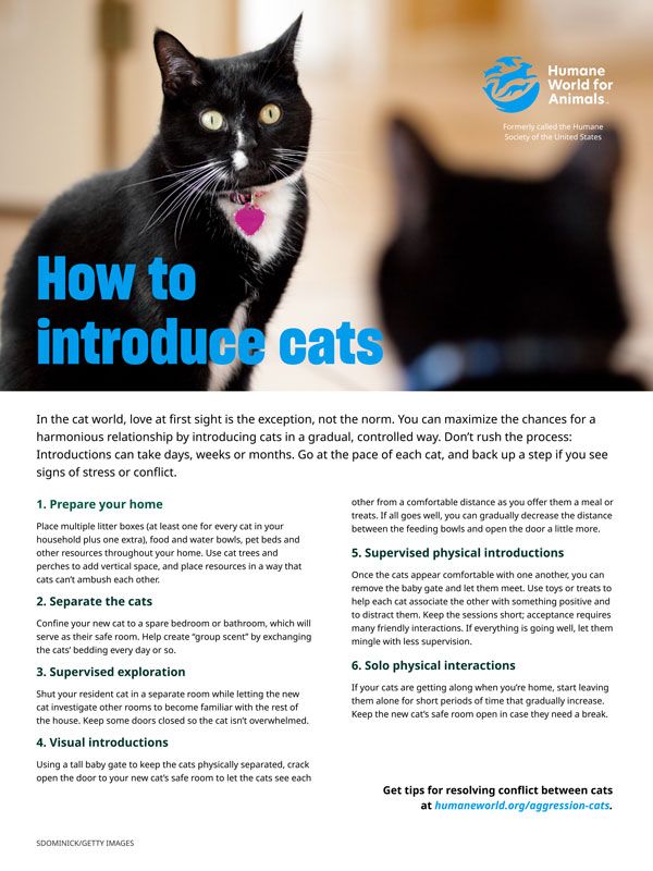 How to introduce cats