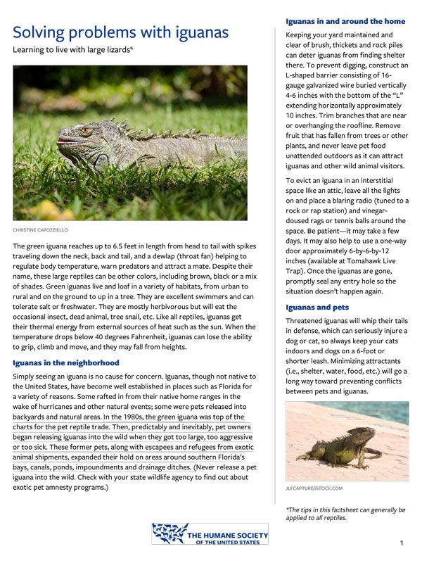 Solving problems with iguanas