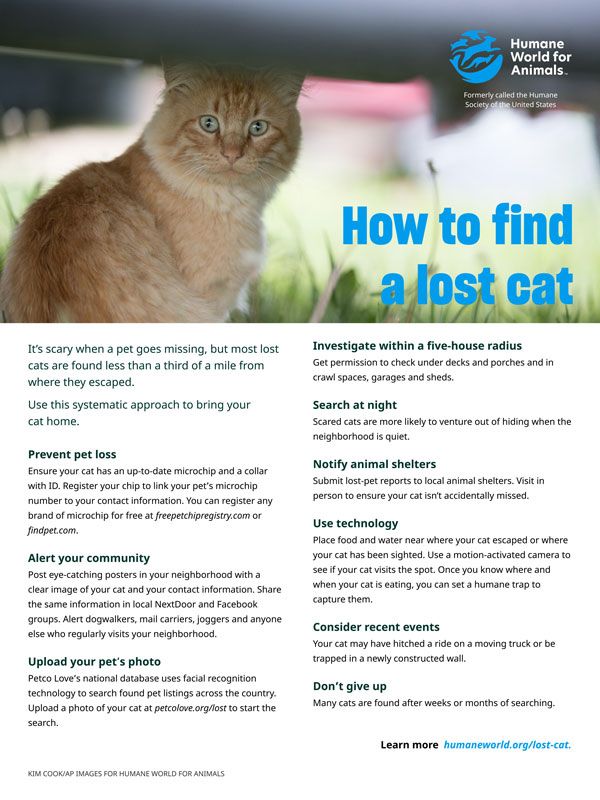 how to find a lost cat