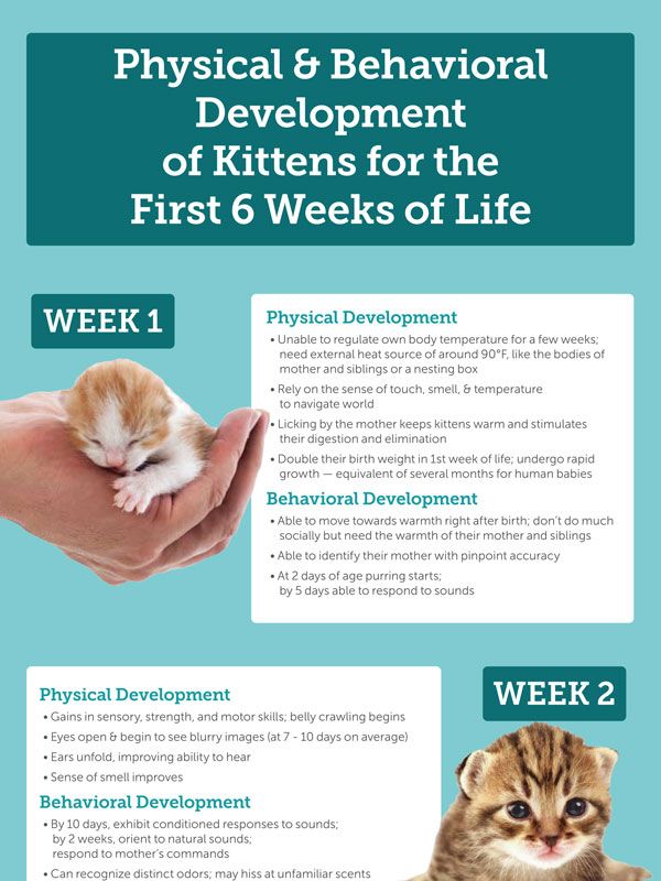 Maddie's Fund: Kitten Development