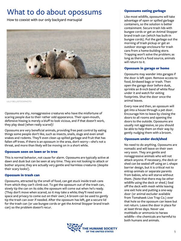 What to do about opossums