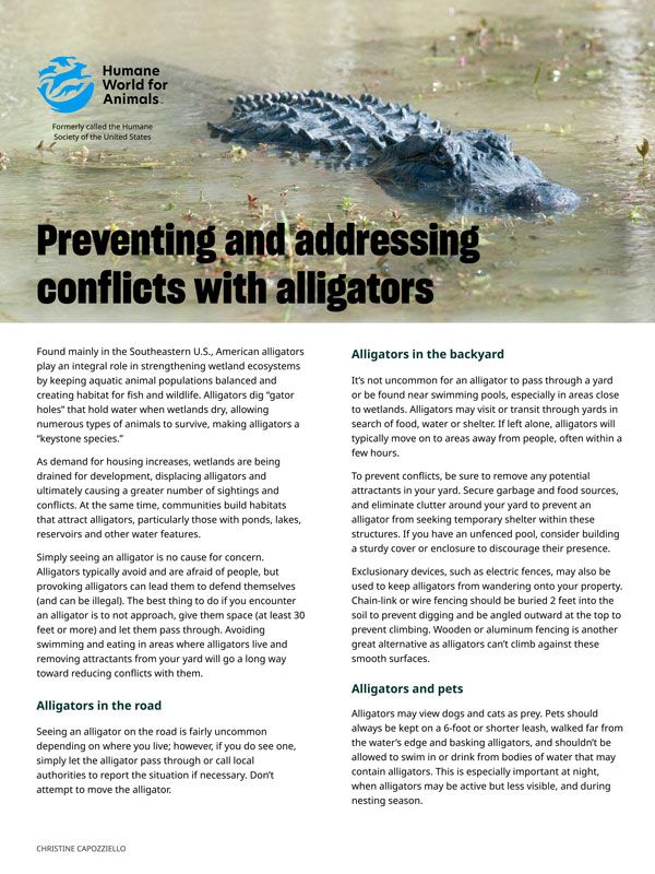 Preventing and addressing conflicts with alligators