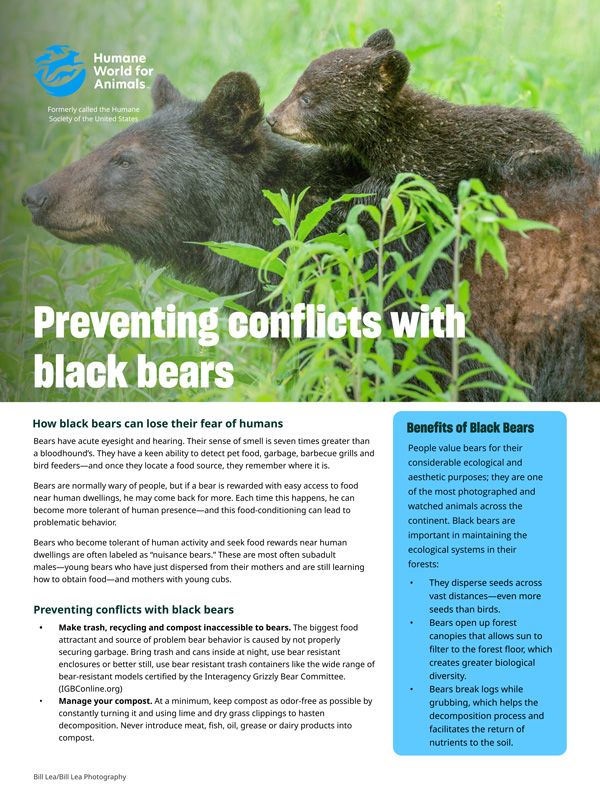 Preventing conflicts with black bears