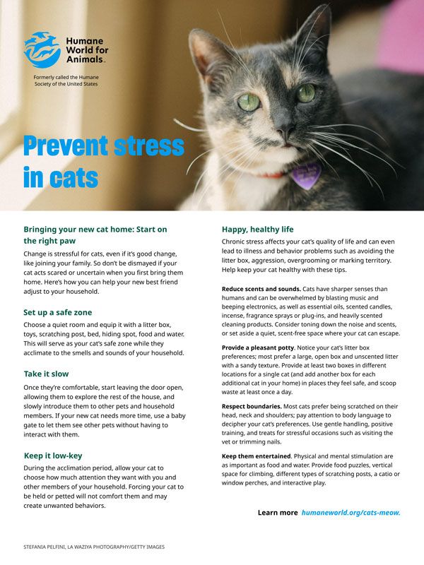 Preventing Stress in Cats