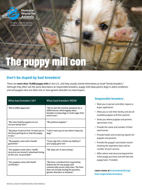 the puppy mill con