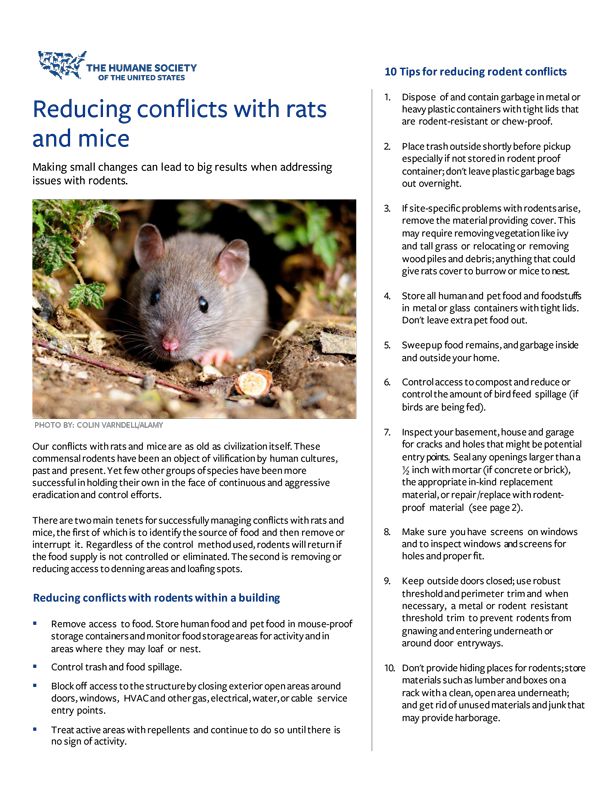 Reducing conflicts with rats and mice