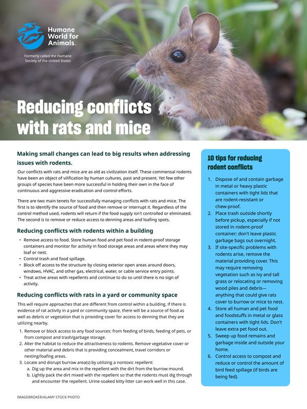 Reducing conflicts with rats and mice