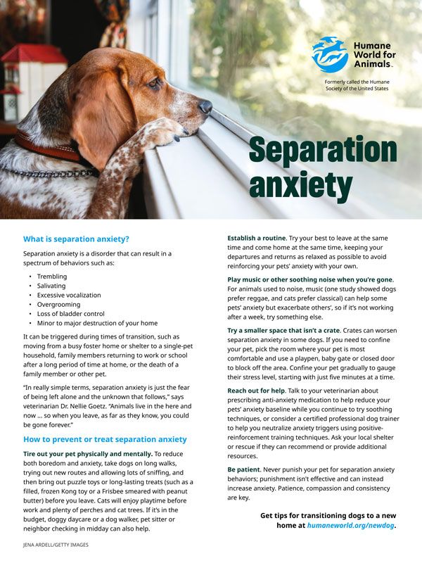 Bringing your pet home: Separation anxiety