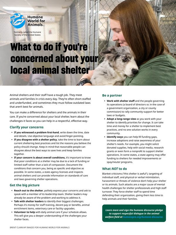 What to do if you’re concerned about your local animal shelter