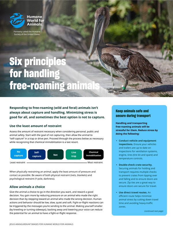 Six principles for handling free-roaming animals