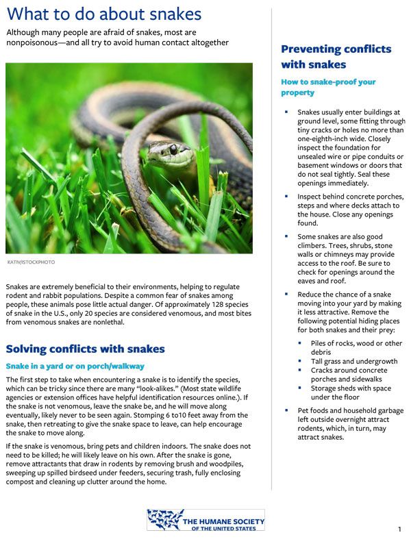What to do about snakes