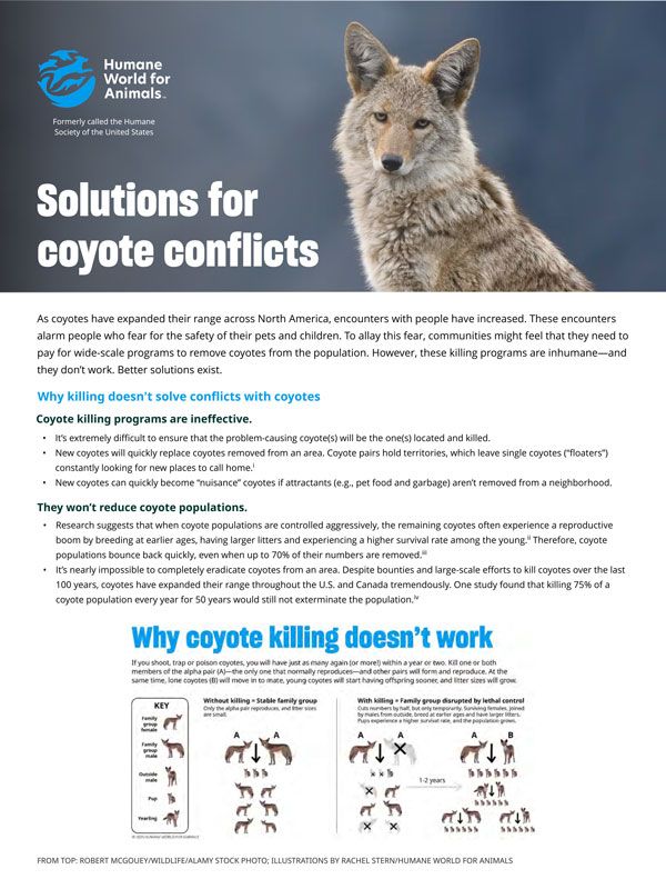 Solutions for coyote conflicts