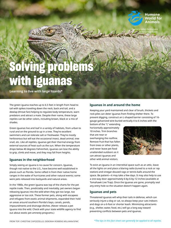 Solving problems with iguanas